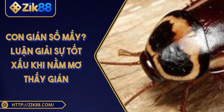 Con Gián Số Mấy? Luận Giải Sự Tốt Xấu Khi Nằm Mơ Thấy Gián